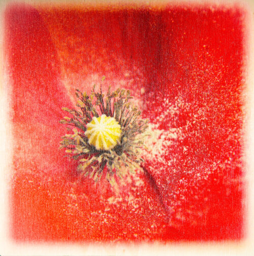 Décoration photo en bois, un cœur de coquelicot