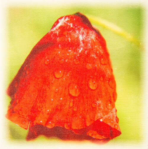 La photo du coquelicot couvert de perles de pluie.