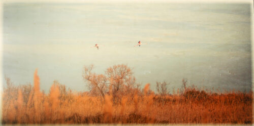 Le tableau photo imprimé sur bois de 80 x 40 cm avec un paysage camarguais