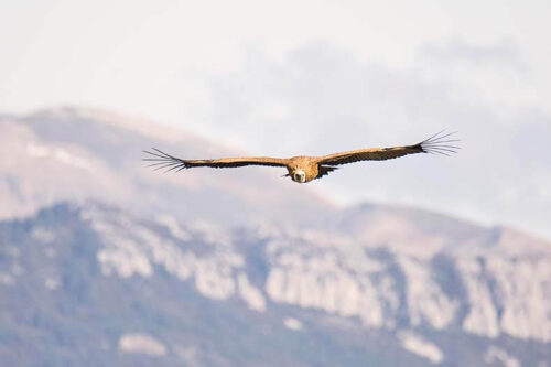 tableau-photo-vautour-verdon