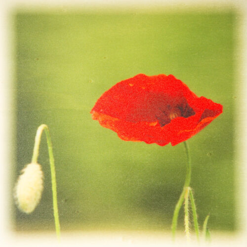 La photo sur bois des coquelicots rouge fertile