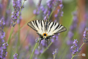 Reportage photographique de la nature
