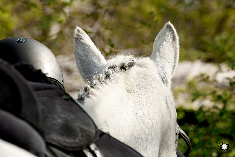 Photographie de cheval, en close-up pour capter les détails